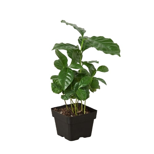 Arabica Coffee - House Plant Shop