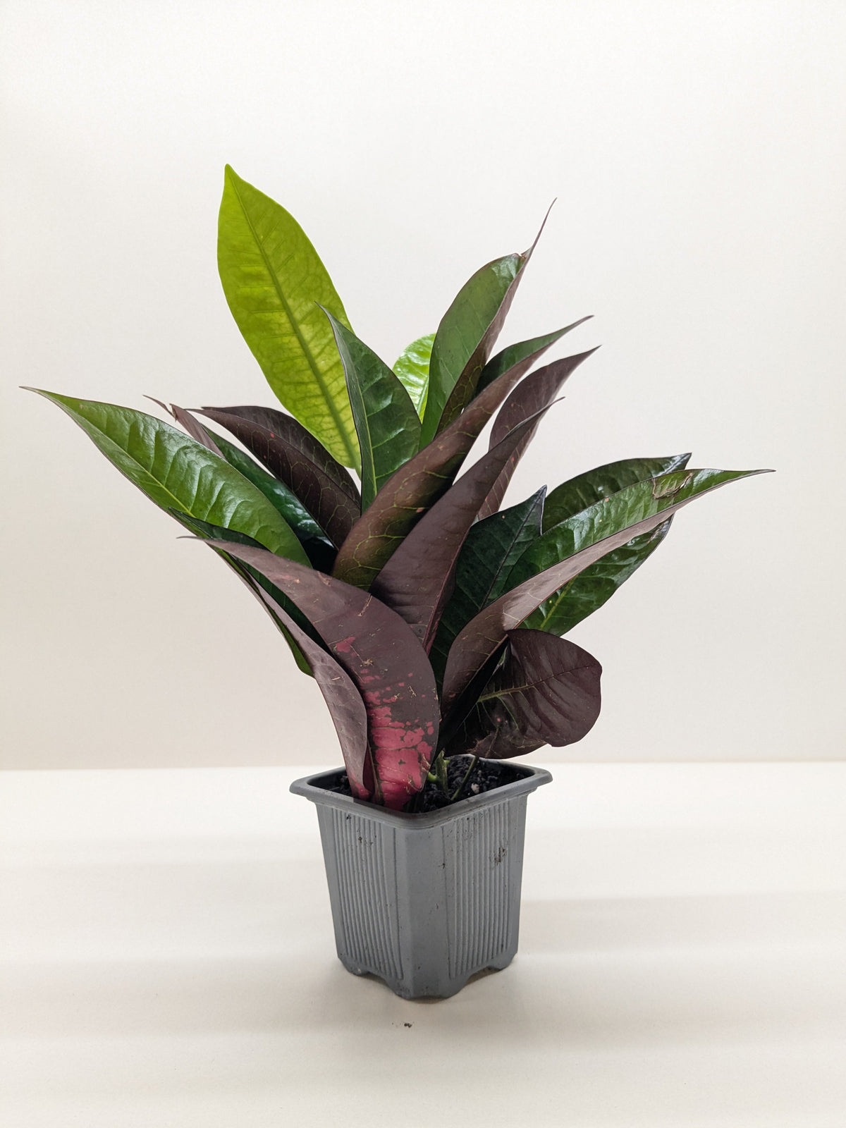 Croton 'Iceton' - House Plant Shop