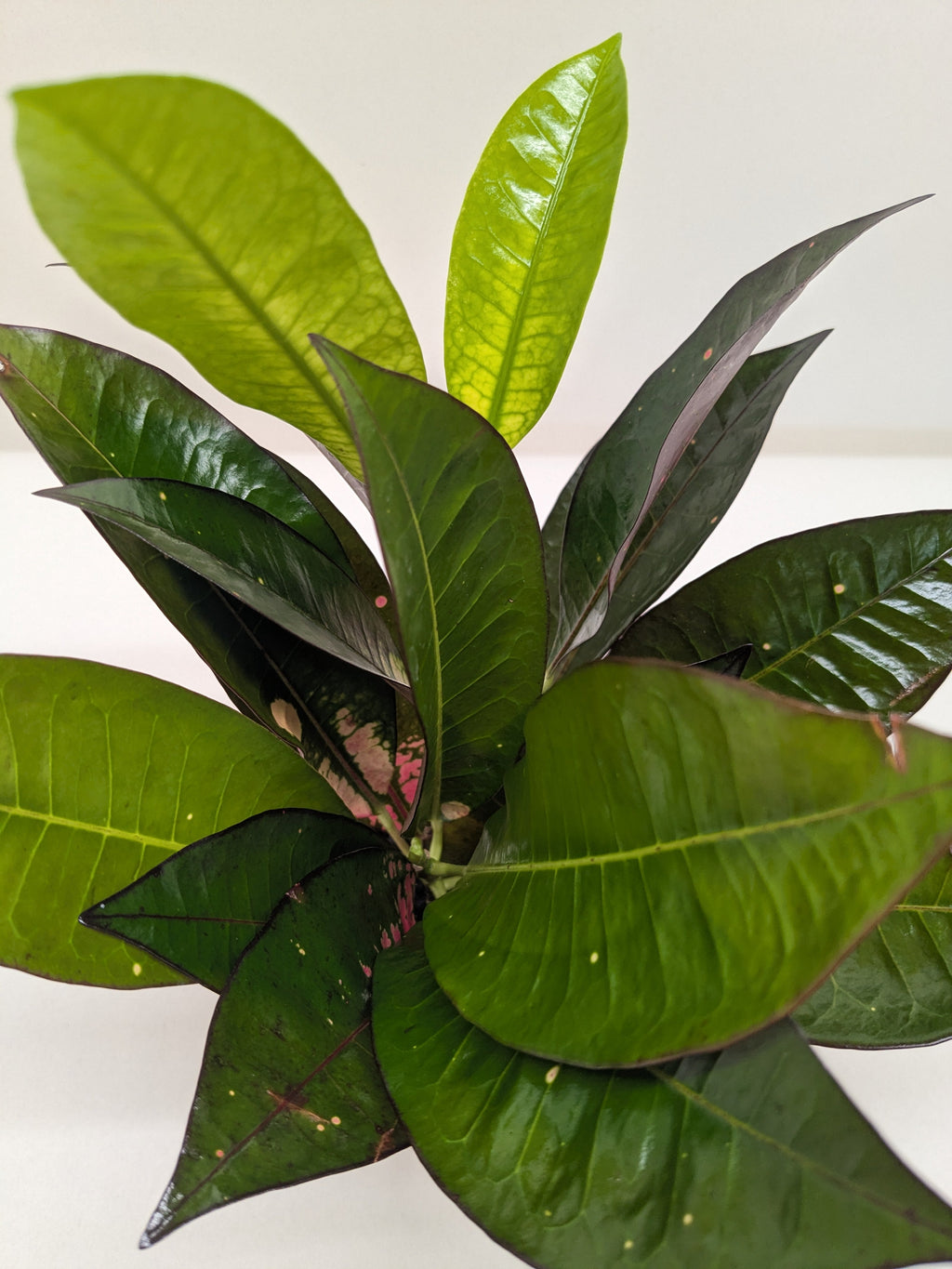 Croton 'Iceton' - House Plant Shop