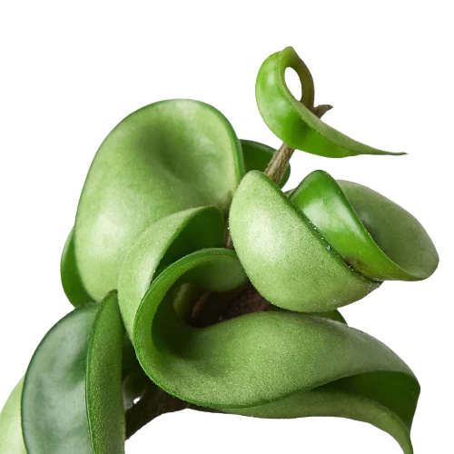 Hoya Rope Plant - House Plant Shop