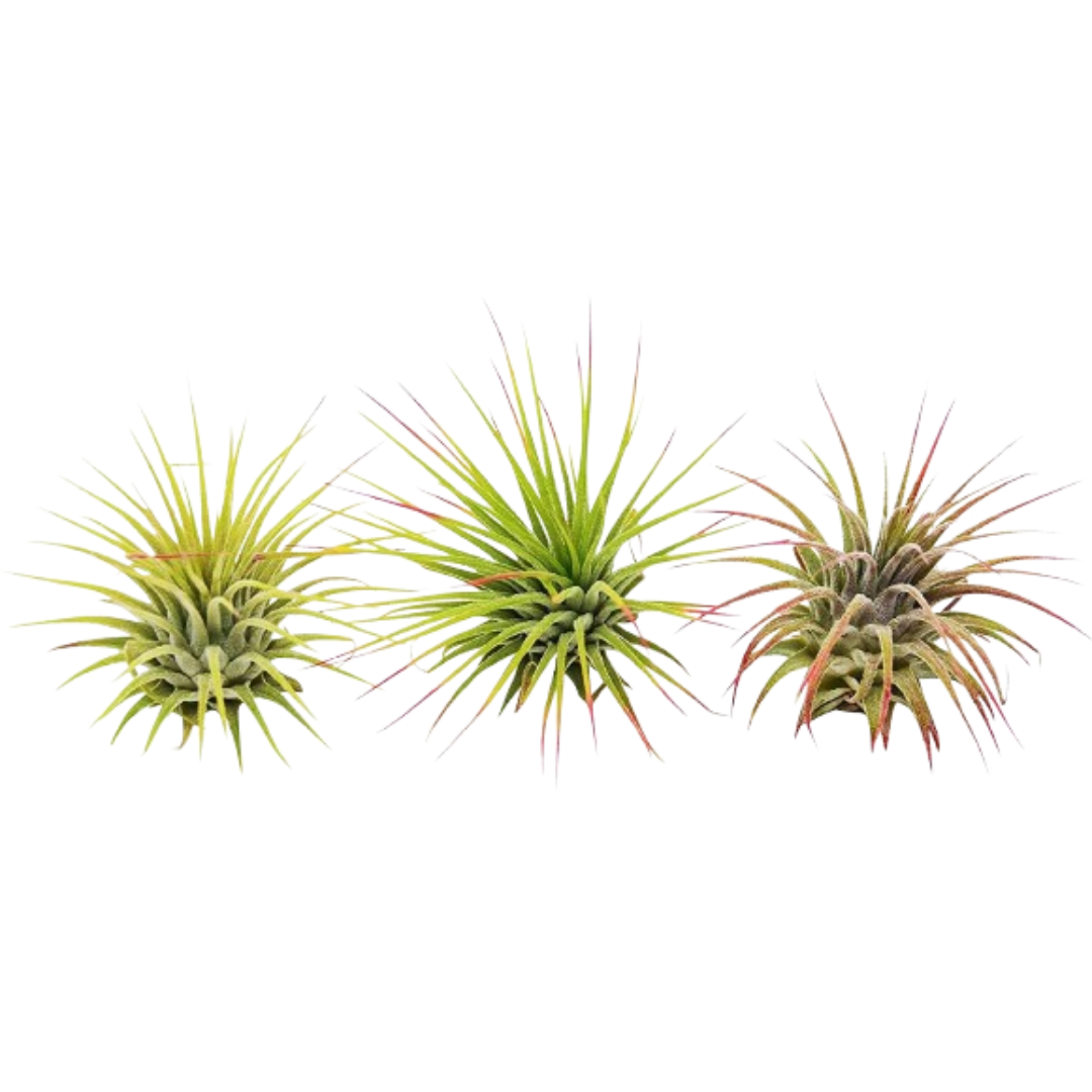 3 Ionantha Guatemala Air Plants / Blooms - House Plant Shop