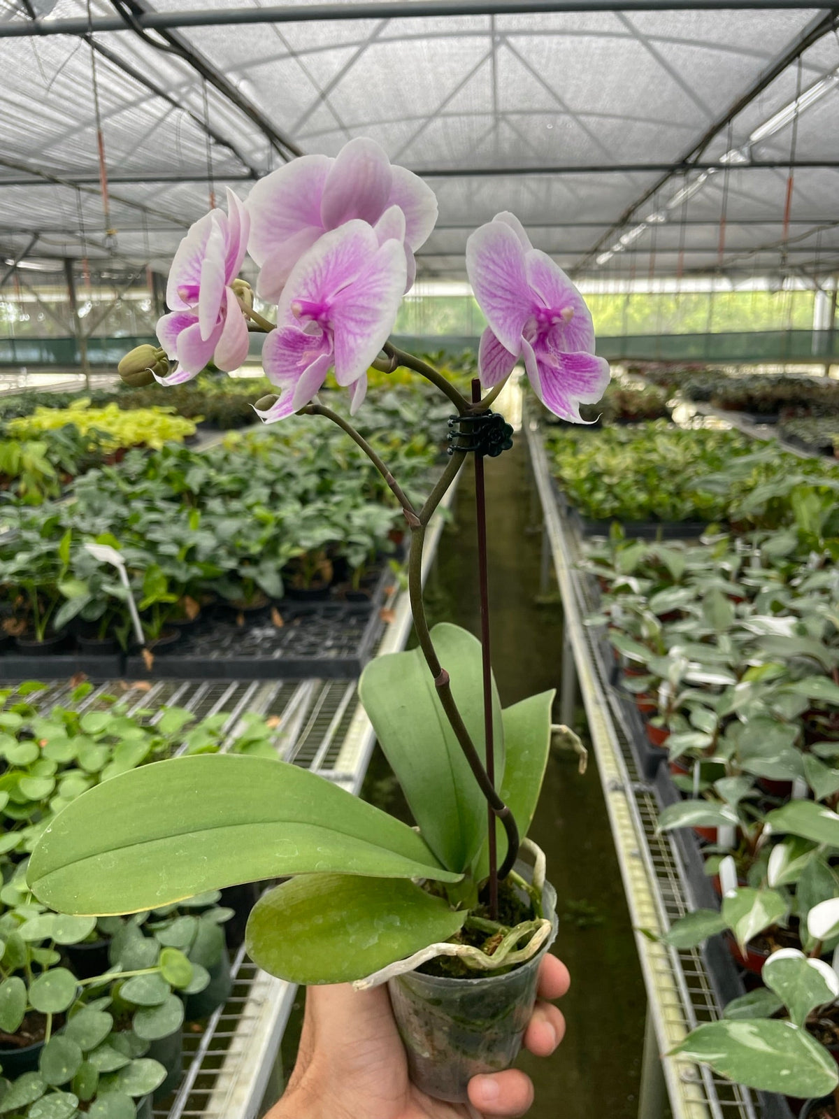 Orchid 'Light Pink Phalaenopsis' - House Plant Shop