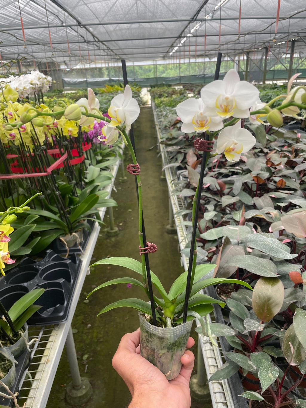 Orchid 'White Phalaenopsis' - House Plant Shop