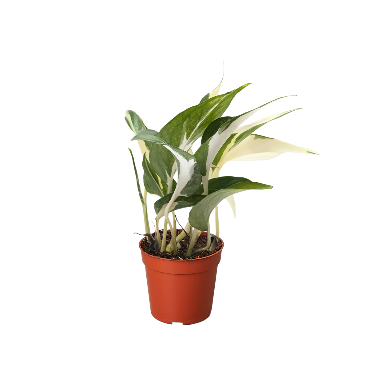 Pothos 'Mutant Manjula' - House Plant Shop