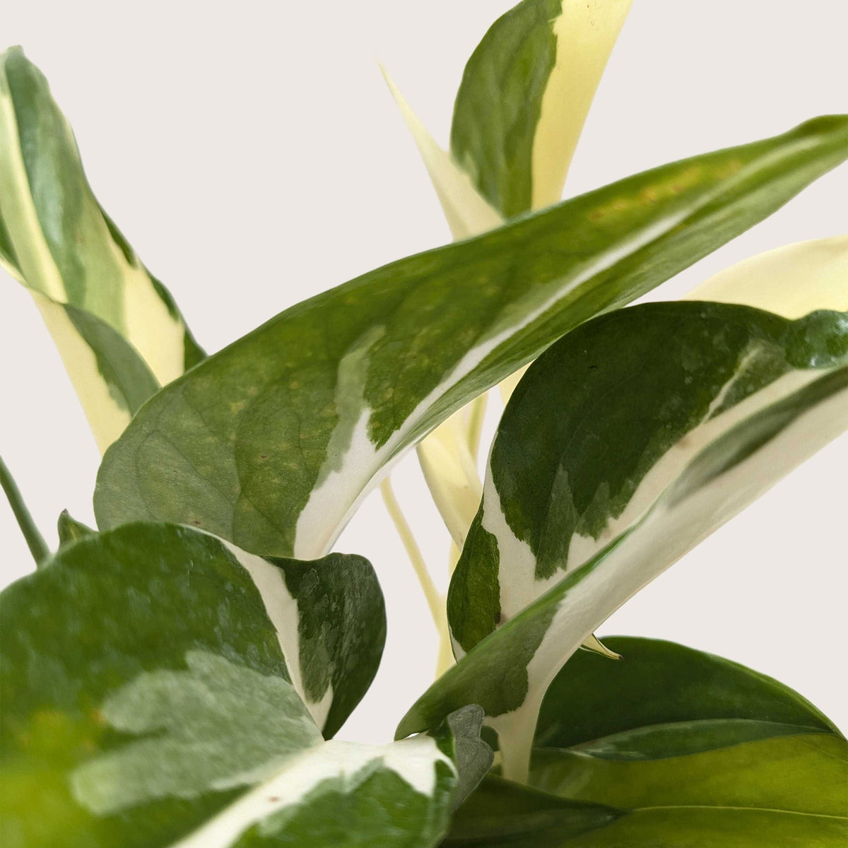 Pothos 'Mutant Manjula' - House Plant Shop
