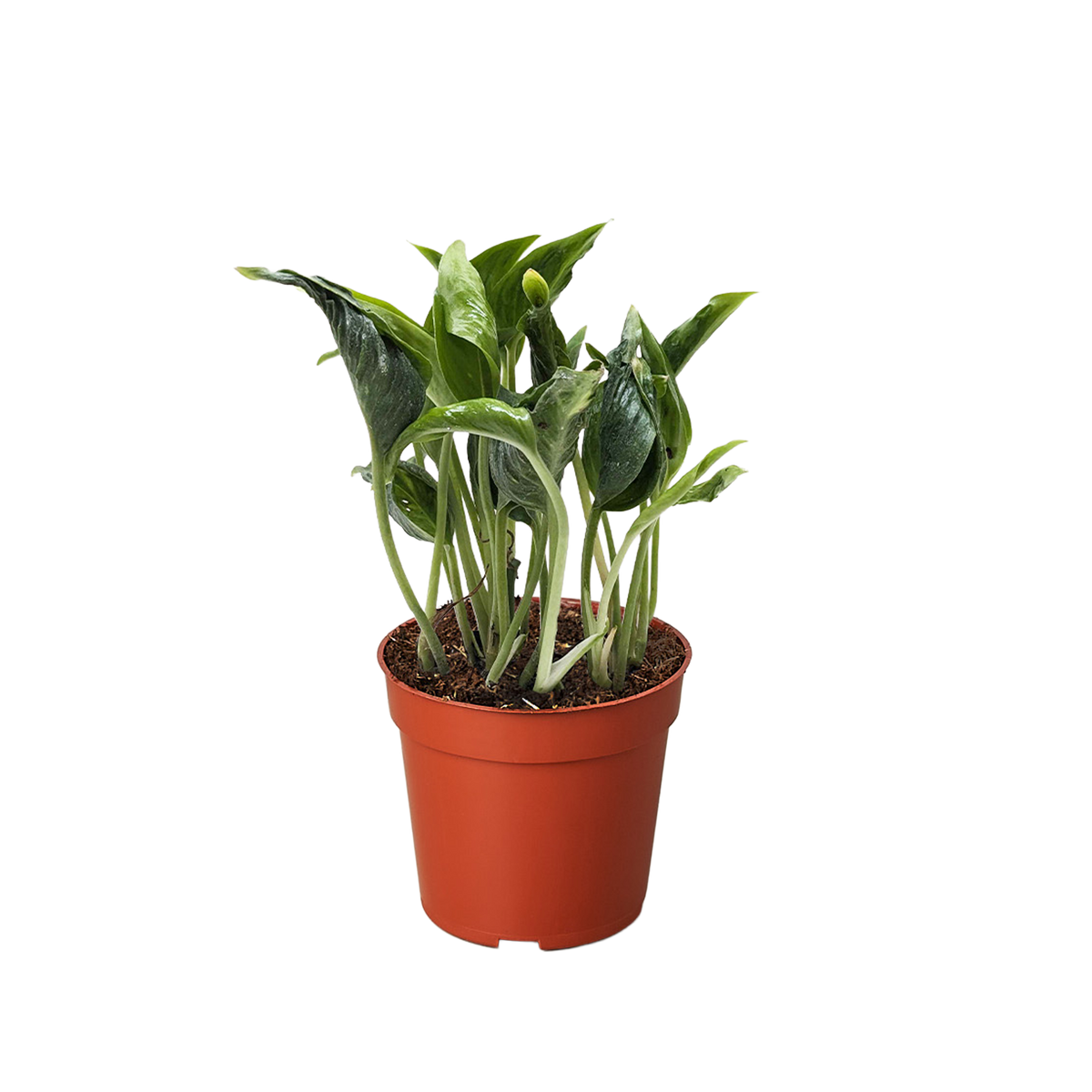 Pothos 'Shangri La' - House Plant Shop