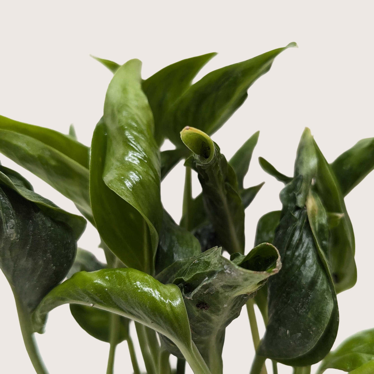 Pothos 'Shangri La' - House Plant Shop