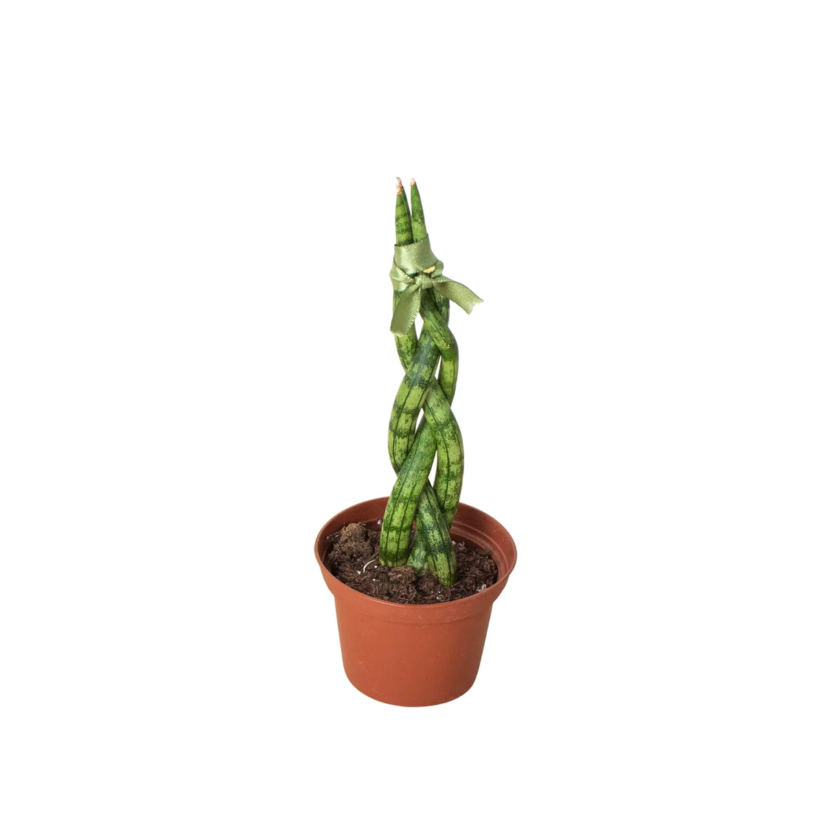Snake Plant Braided - House Plant Shop