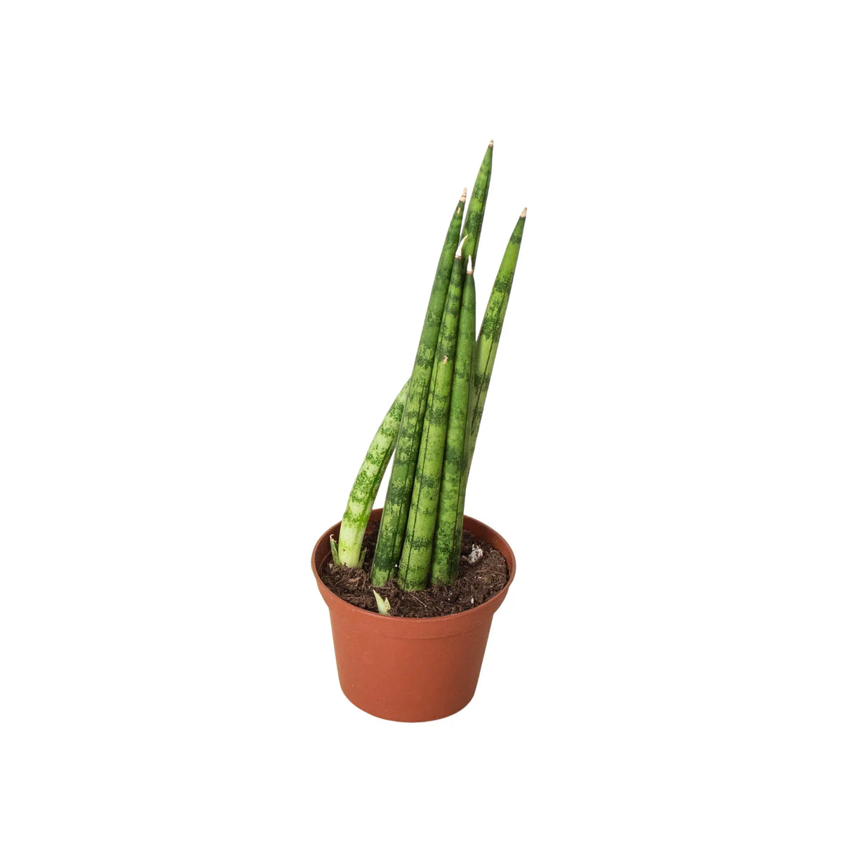 Snake Plant Cylindrica - House Plant Shop