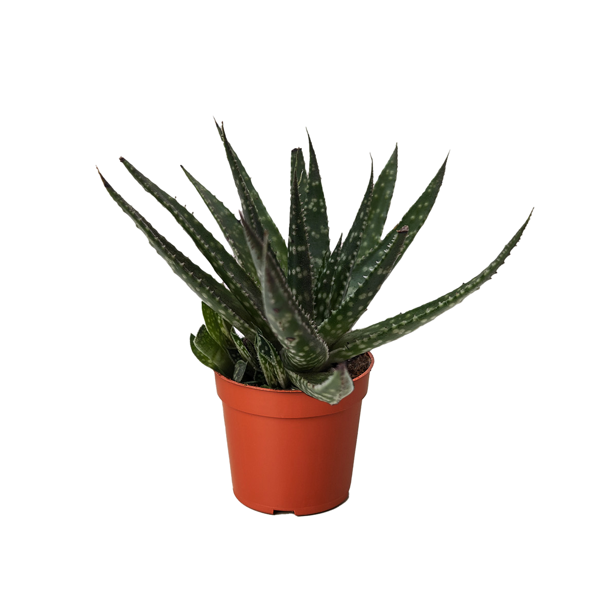 Succulent Haworthia Limifolia - House Plant Shop