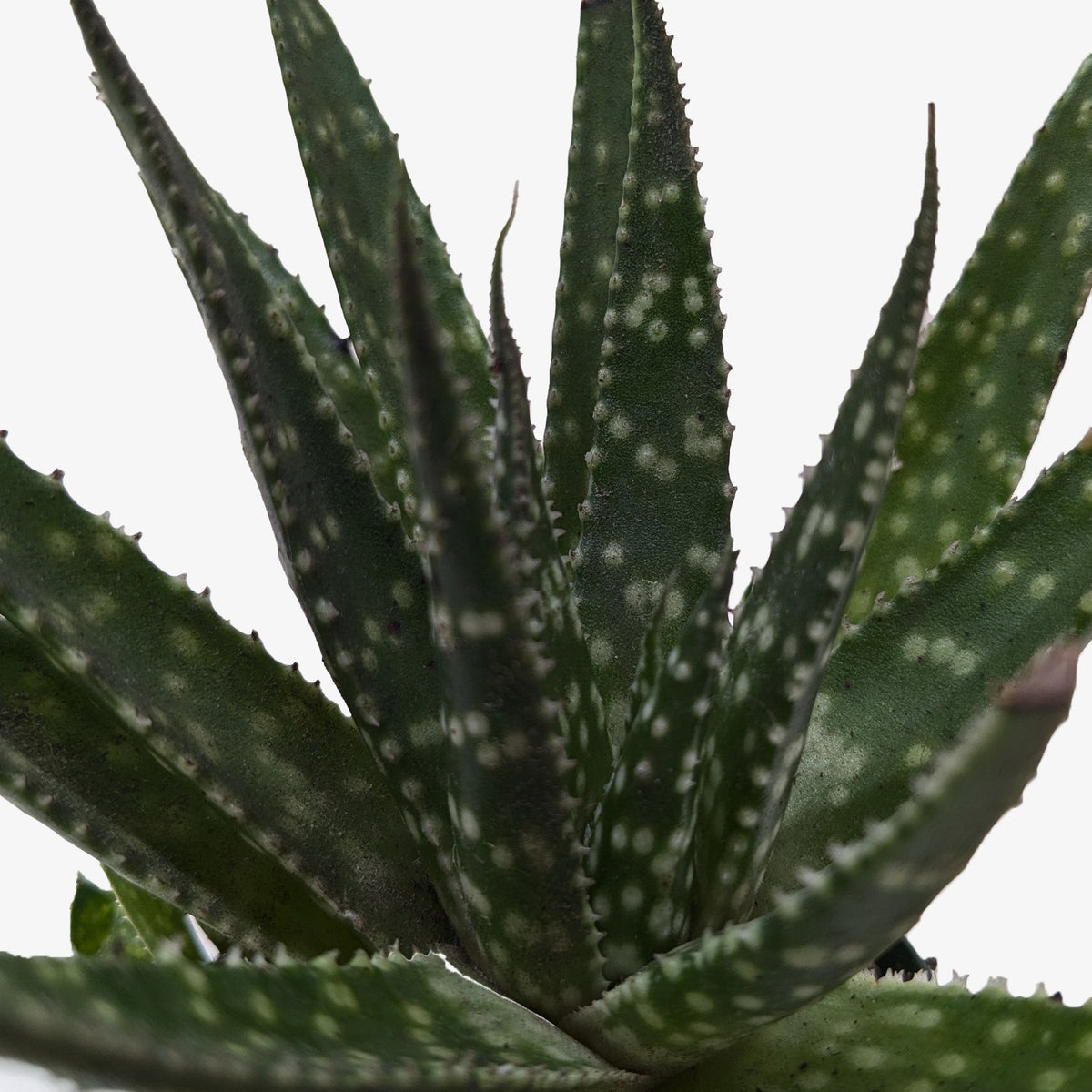 Succulent Haworthia Limifolia - House Plant Shop
