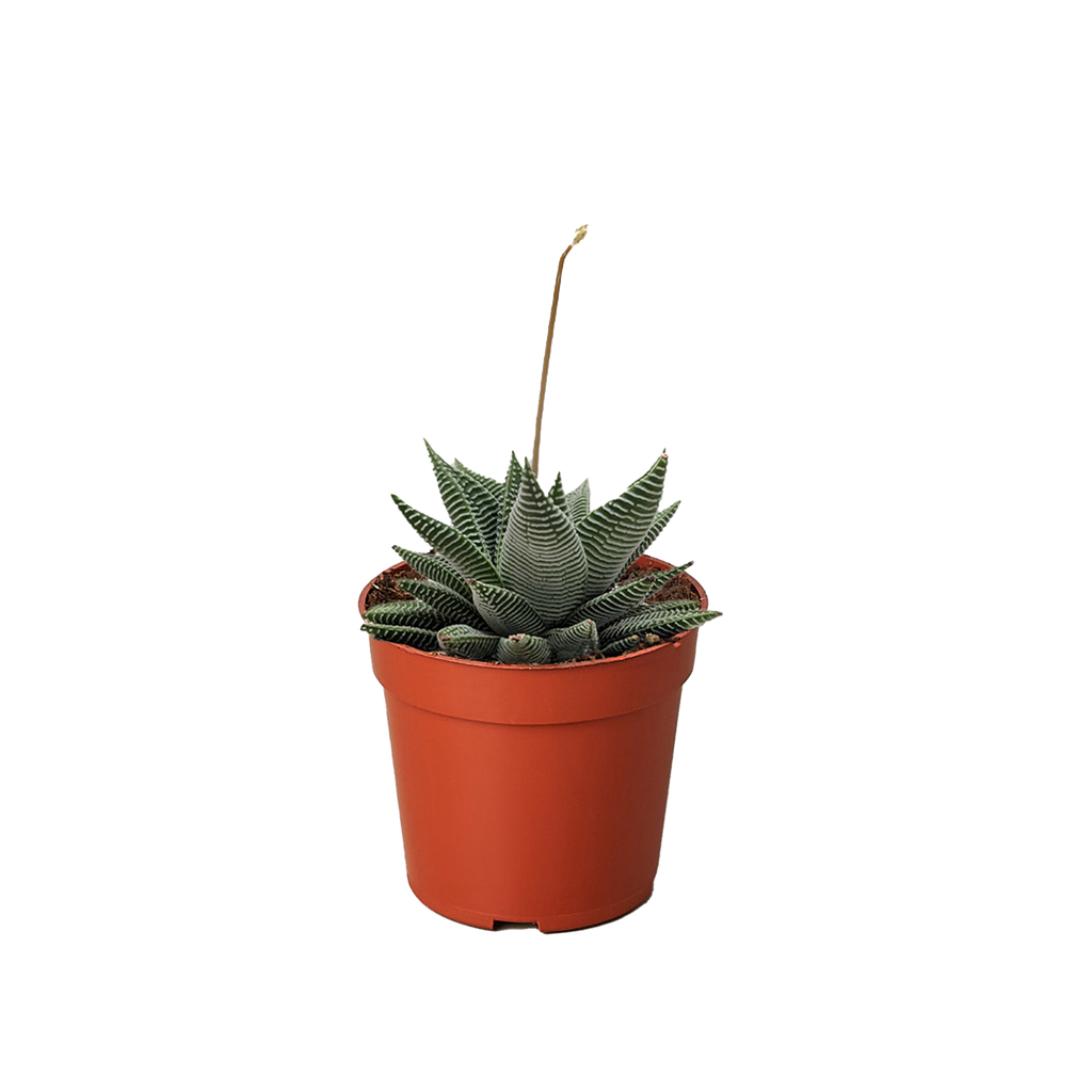 Succulent Haworthia Miami - House Plant Shop