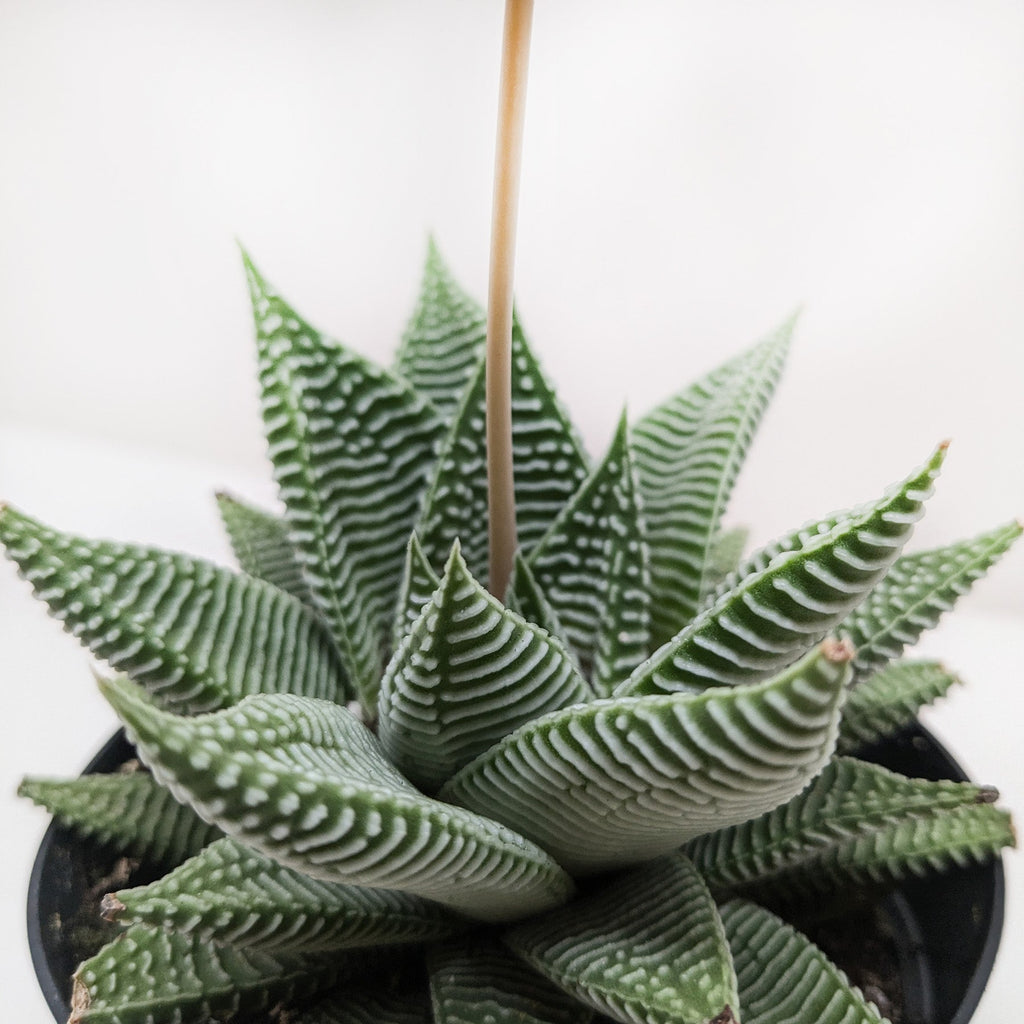 Succulent Haworthia Miami - House Plant Shop