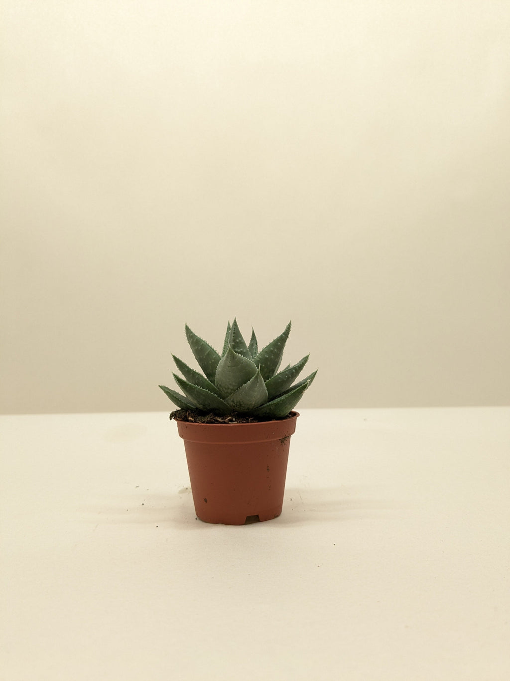 Succulent Haworthia Savanna - House Plant Shop