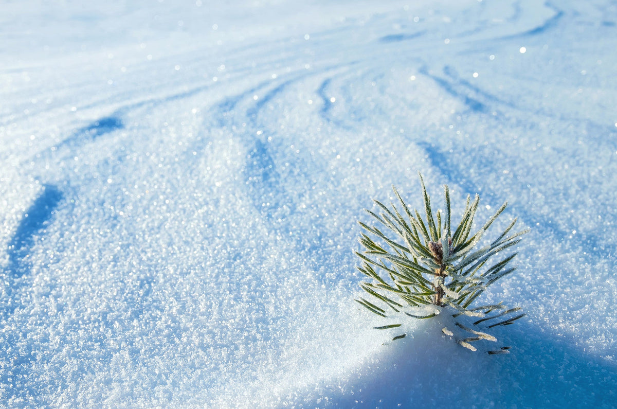 Plant a Tree Holiday Card 2026