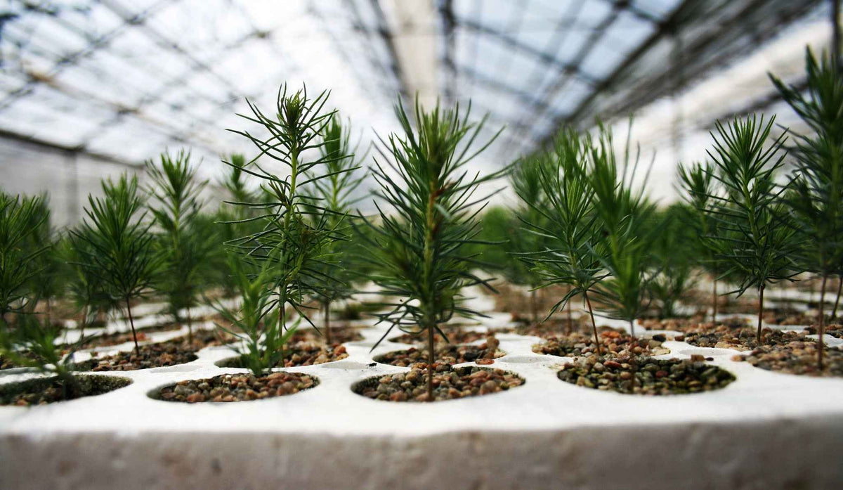 Plant a Tree for Someone & Restore a Community - A Living Tribute