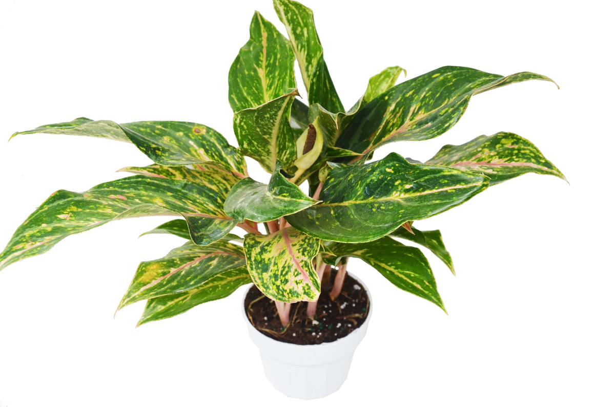 Chinese Evergreen 'Sparkling Sarah' - 6" Pot - House Plant Shop