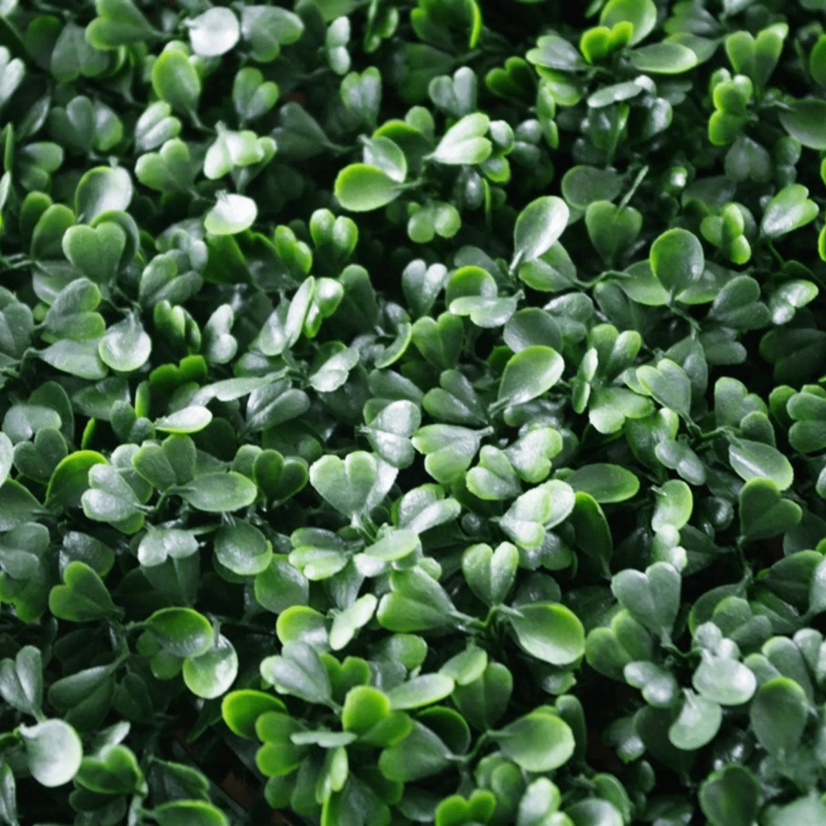 Dark Boxwood Artificial Vertical Garden Green Wall Panel 40×40in 11 SQ FT – UV Resistant – Commercial Grade