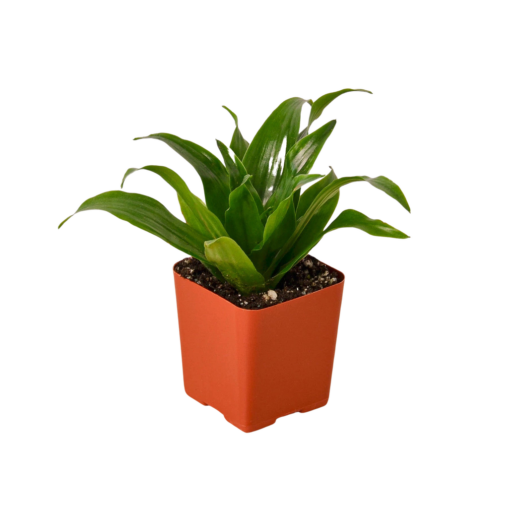 3" Tropical Plant Variety Bundle - House Plant Shop
