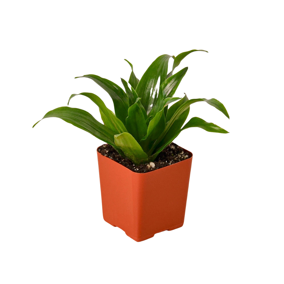 3" Tropical Plant Variety Bundle - House Plant Shop