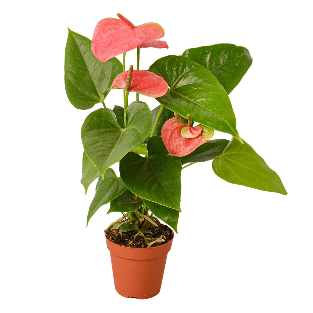 Anthurium 'Pink' - House Plant Shop