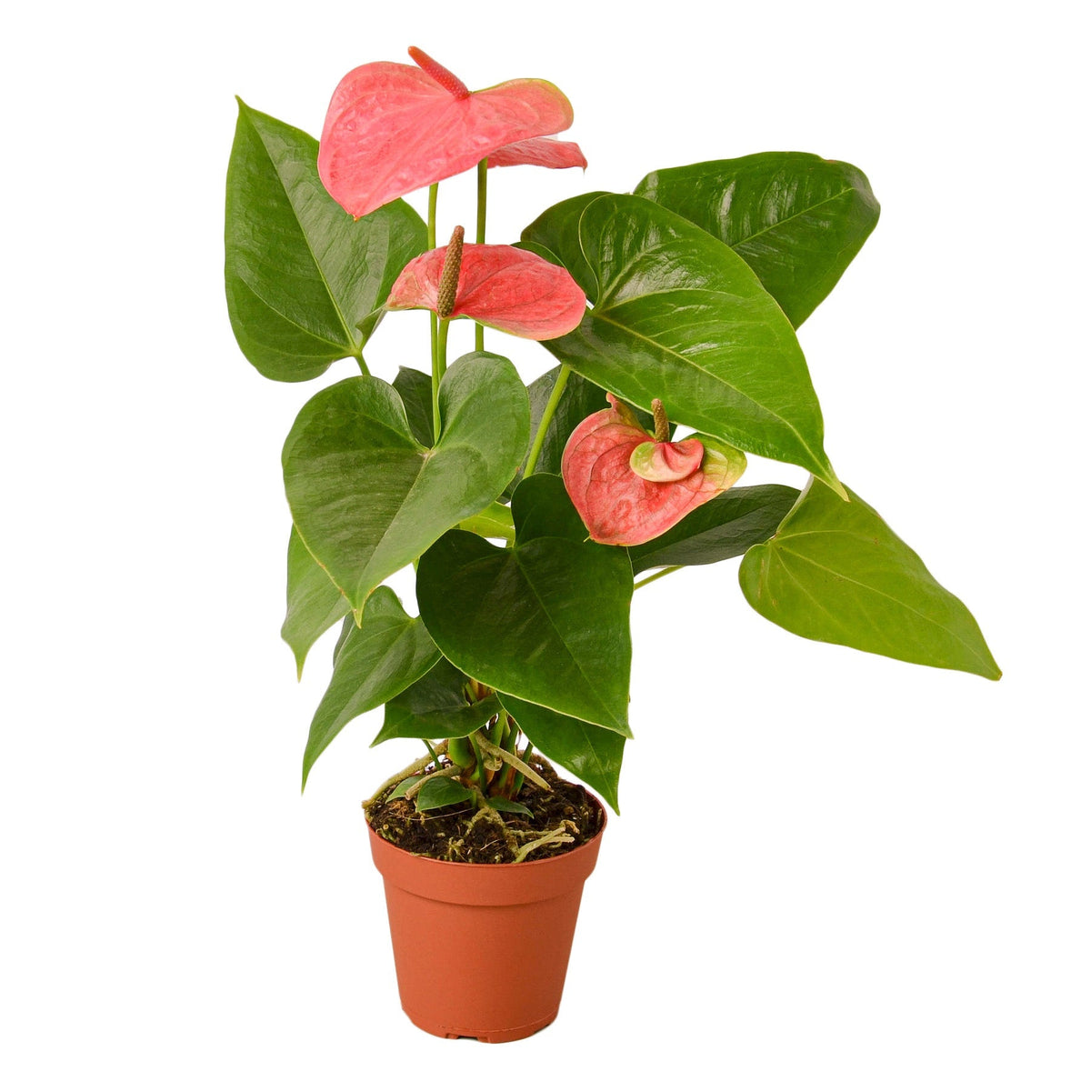 Anthurium 'Pink' - House Plant Shop