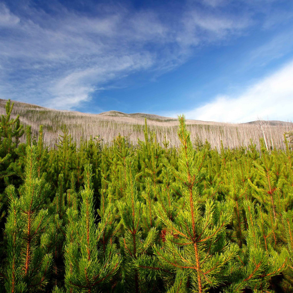 Tree Planting in a US National Forest with Mailed Commemorative Card