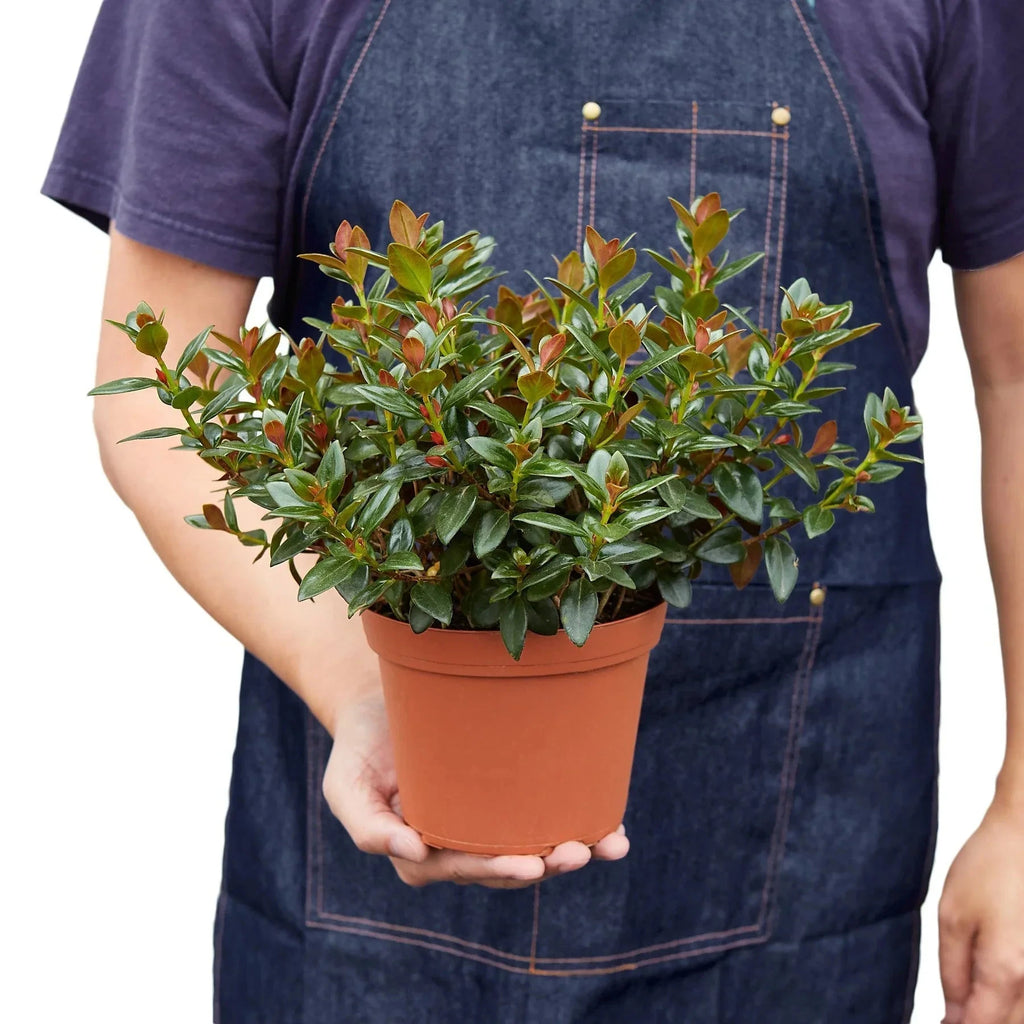 Nematanthus Black Goldfish Plant - House Plant Shop