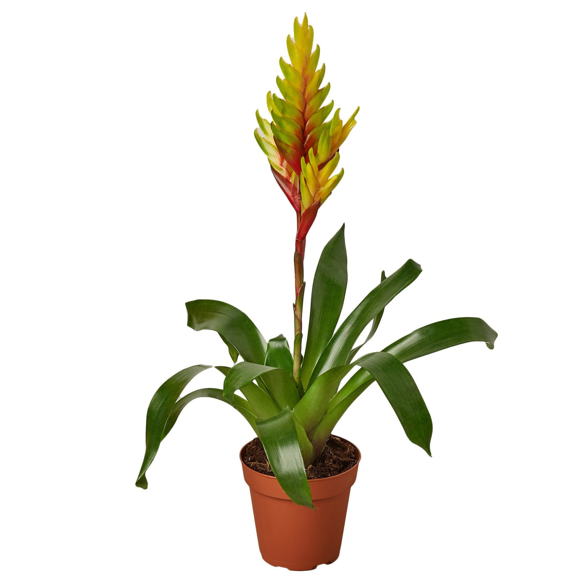 Bromeliad Vriesea 'Energy' - House Plant Shop