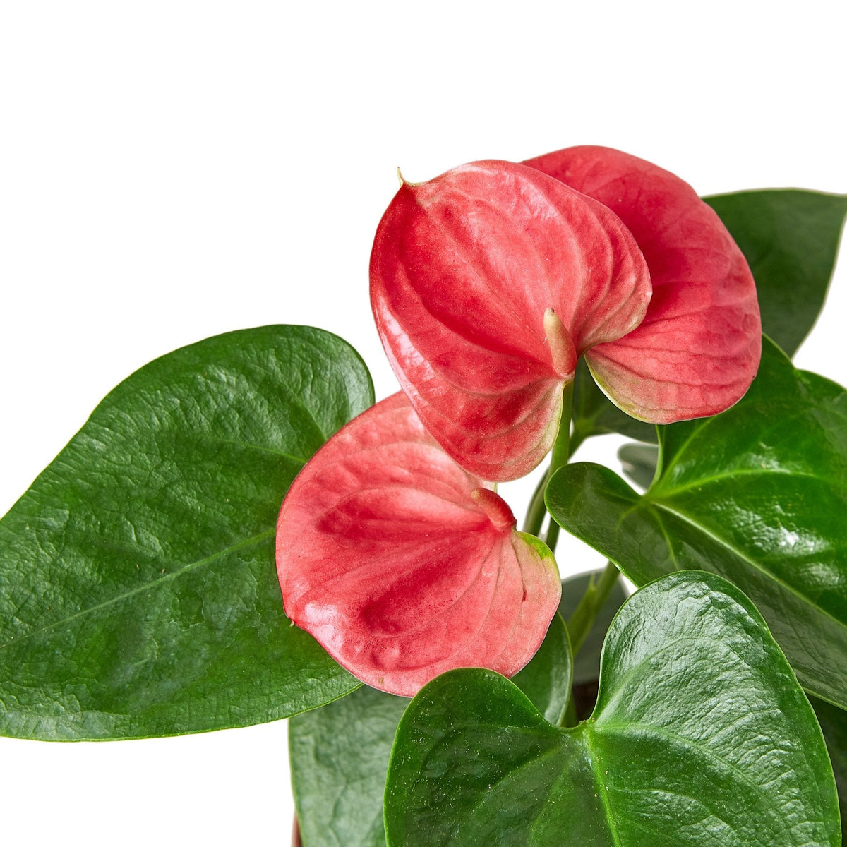 Anthurium 'Pink' - House Plant Shop