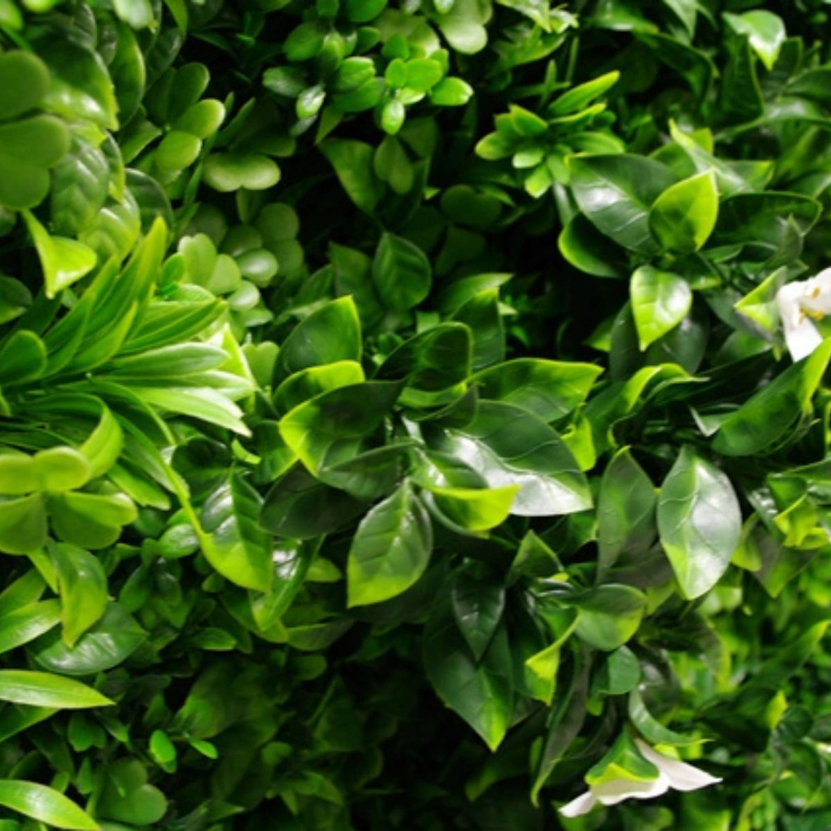 White Oasis Artificial Vertical Garden Green Wall Panel 40×40in 11 SQ FT – UV Resistant – Commercial Grade