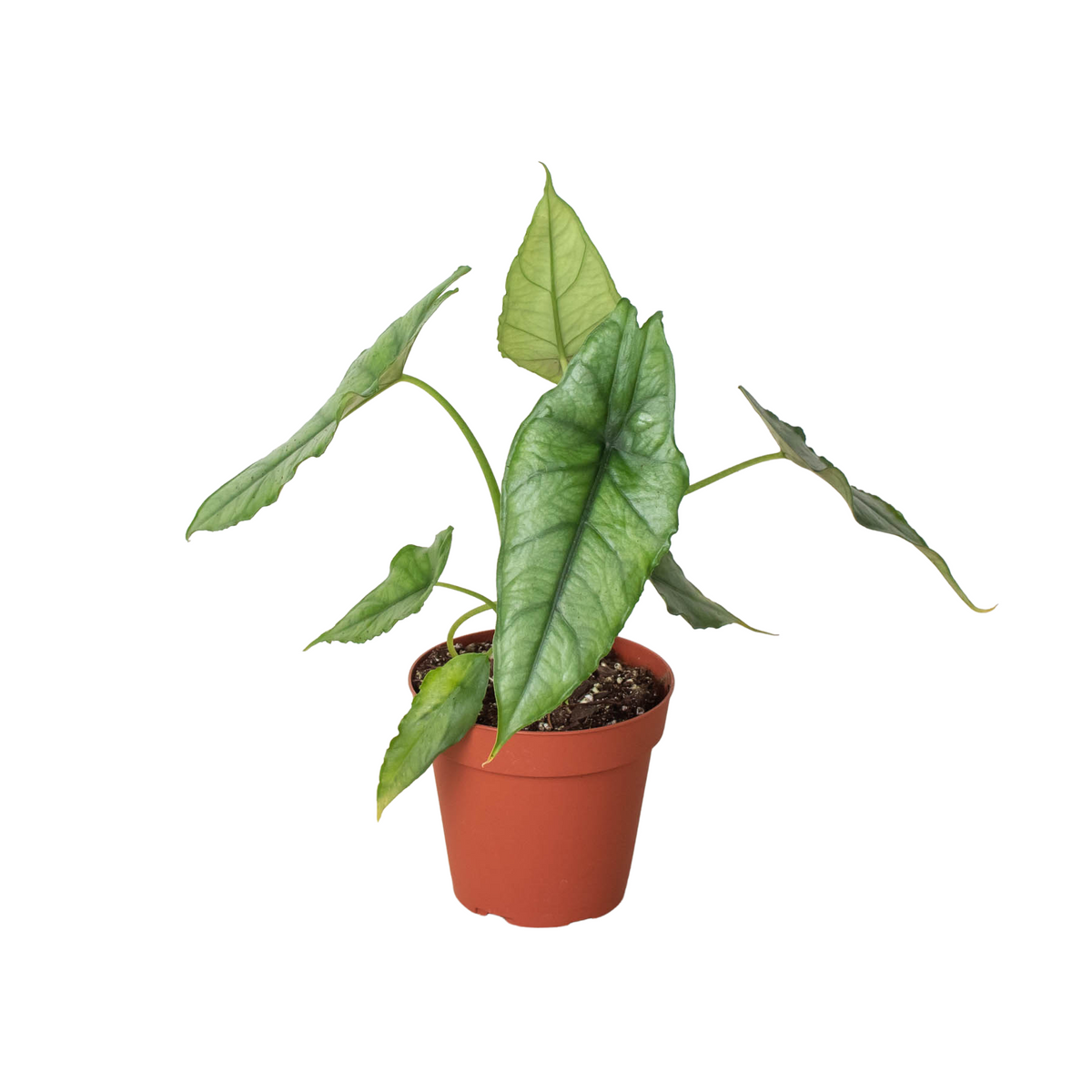 Alocasia 'Dragons Breath' - House Plant Shop