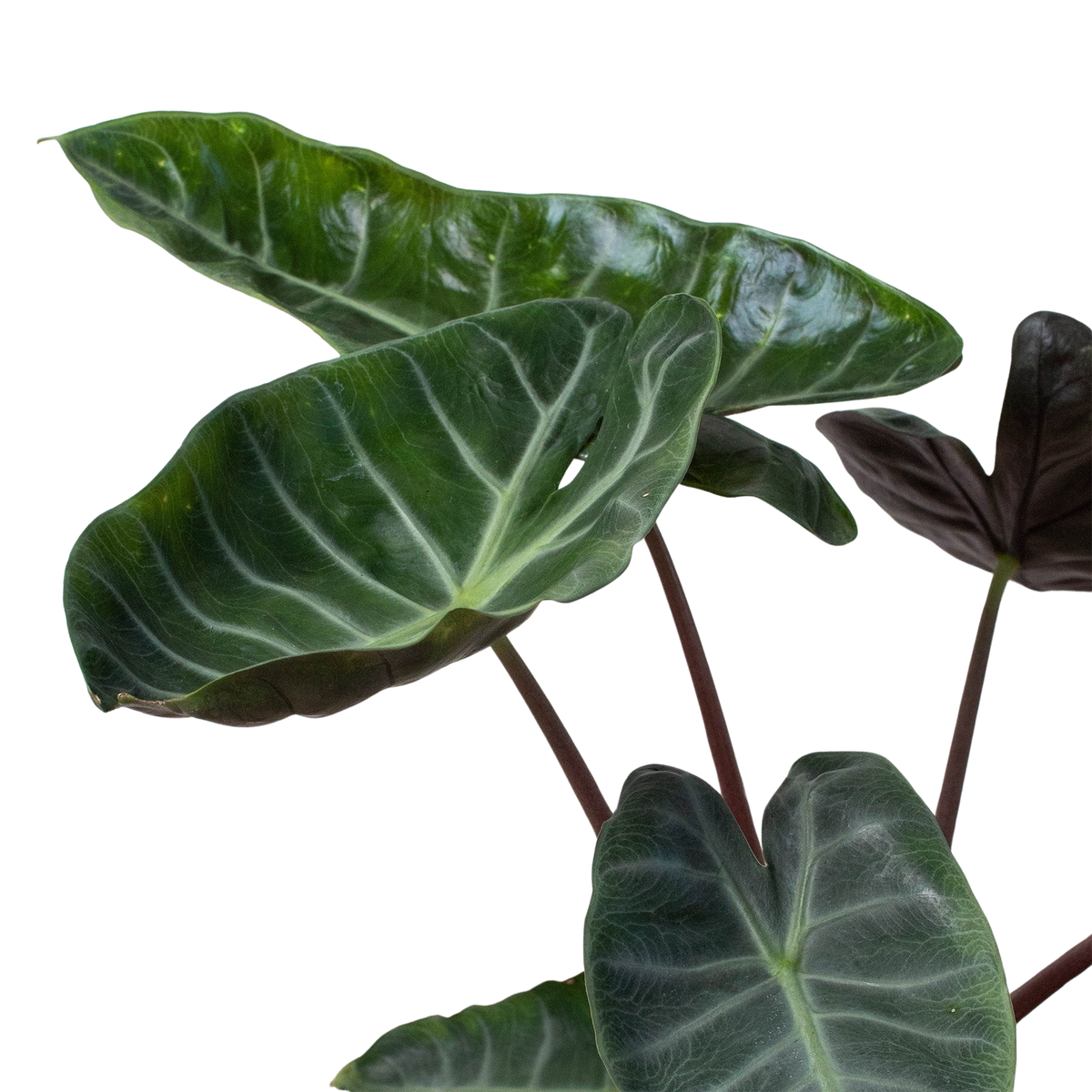 Alocasia 'Ebony' - House Plant Shop