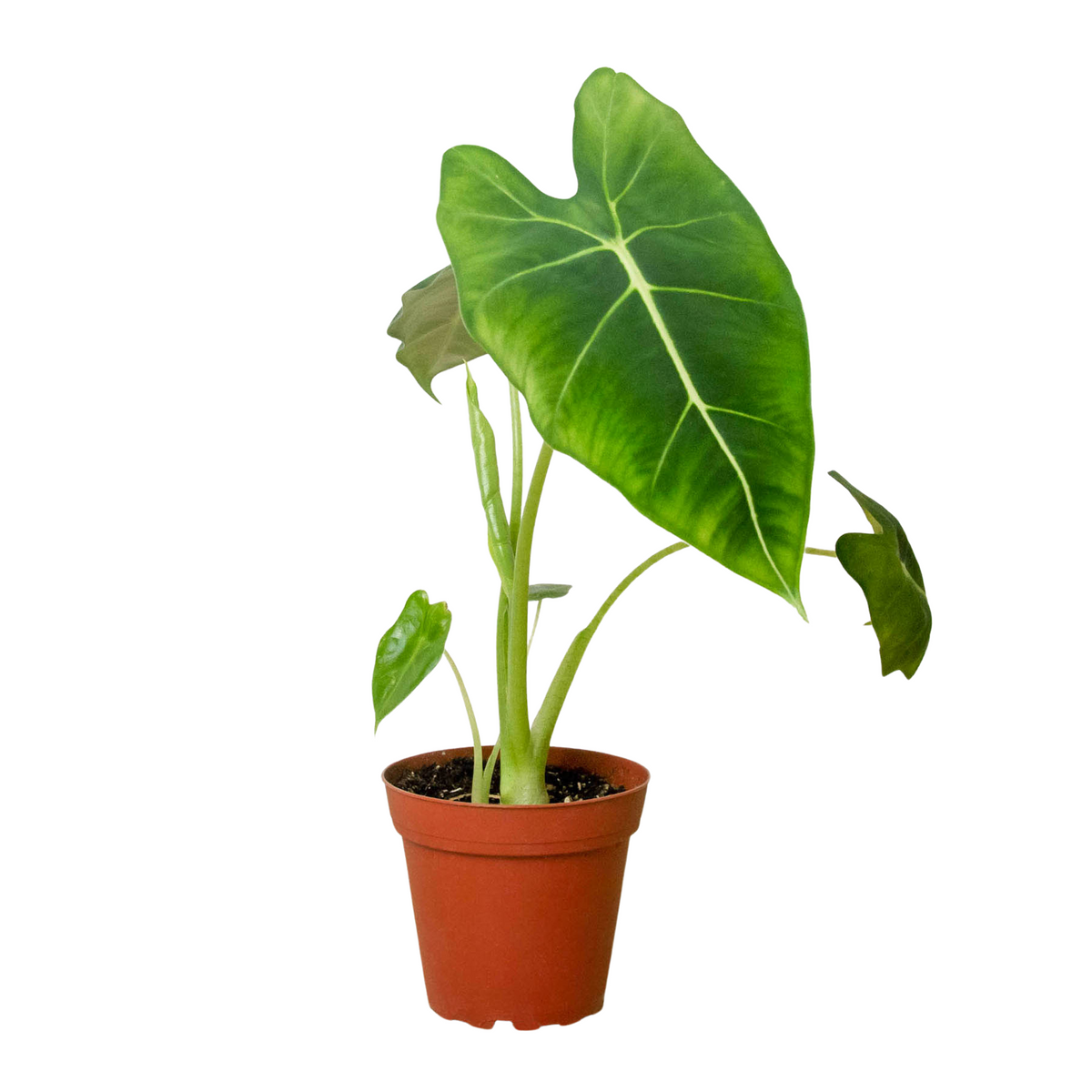 Alocasia Micholitziana 'Frydek' - House Plant Shop