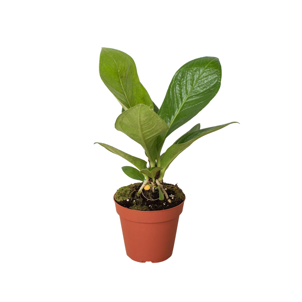 Anthurium 'Cobra' - House Plant Shop
