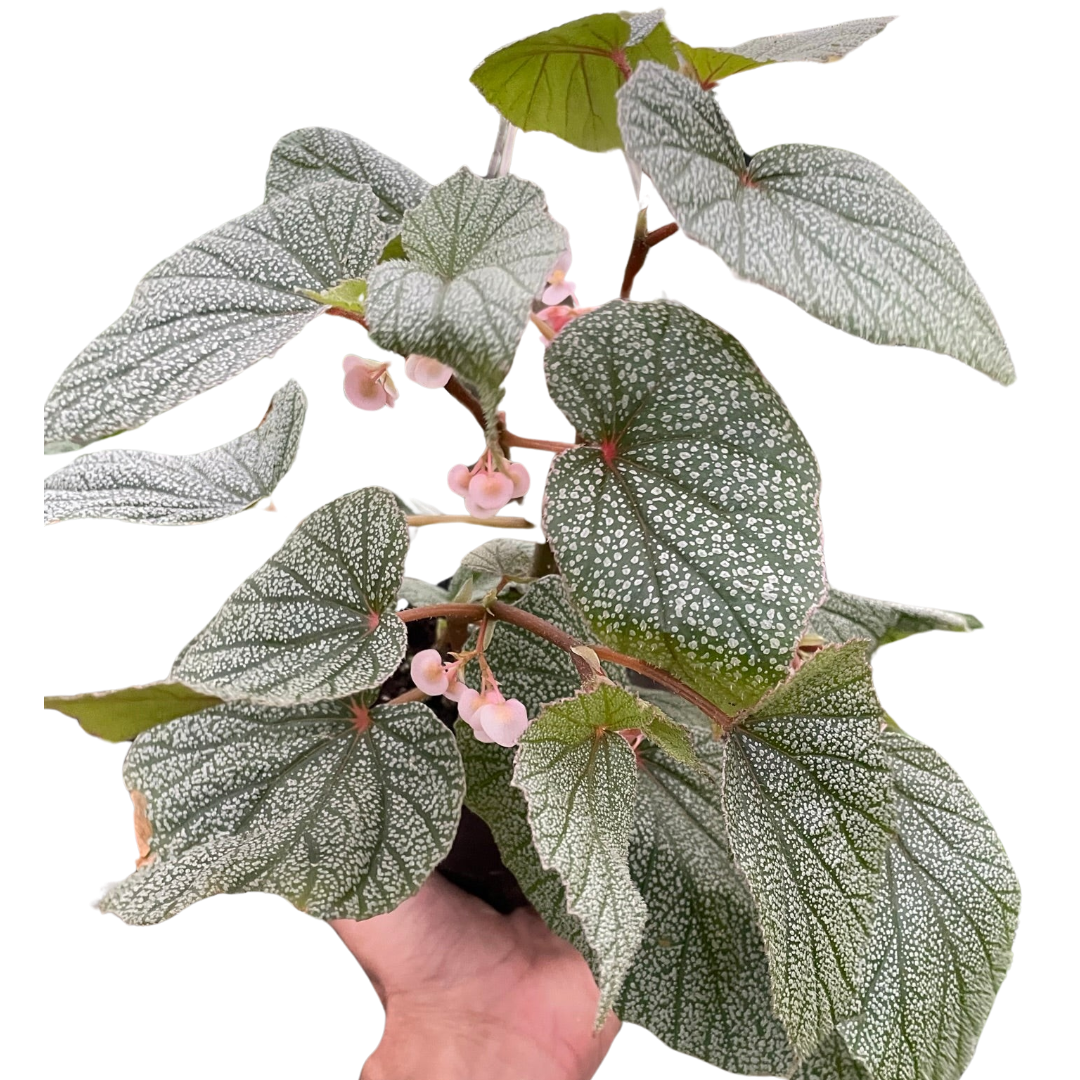 Begonia 'Frosty' - House Plant Shop