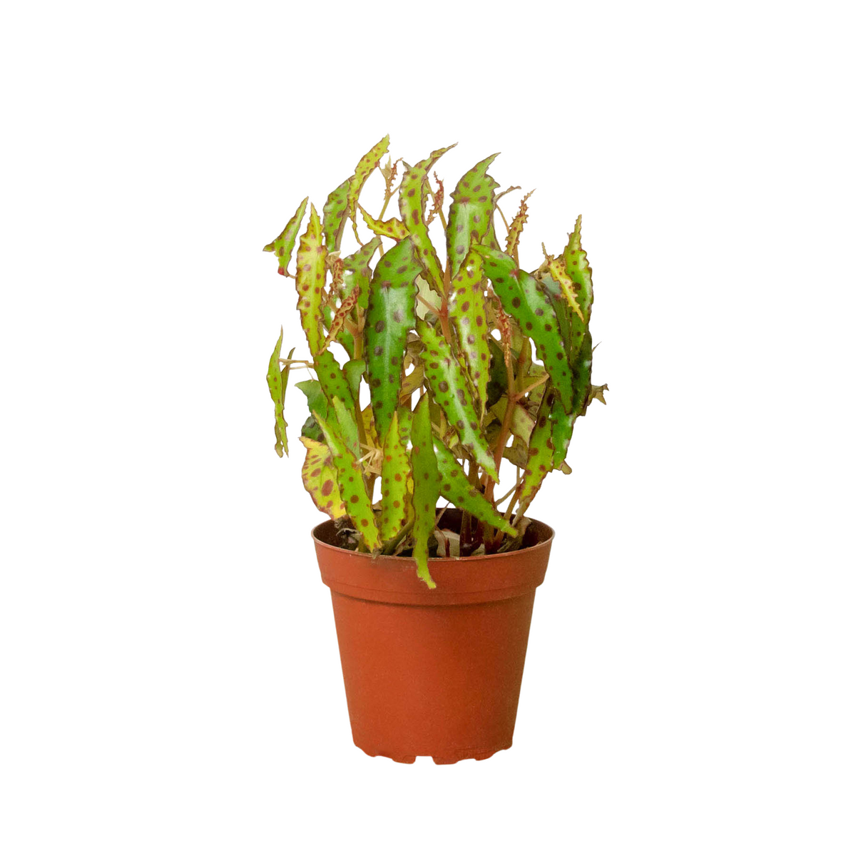 Begonia 'Pink Spotted' - House Plant Shop