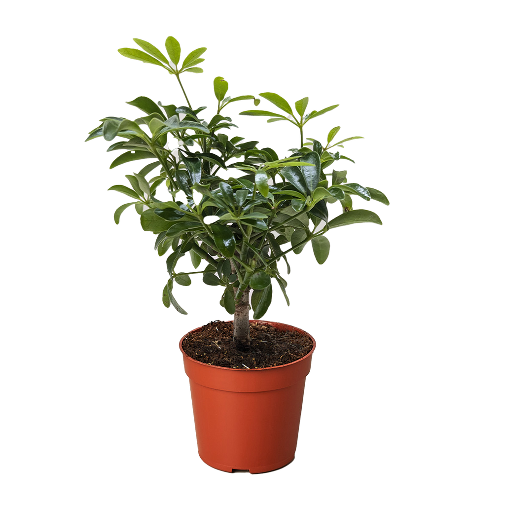 Bonsai Schefflera Arboricola - House Plant Shop