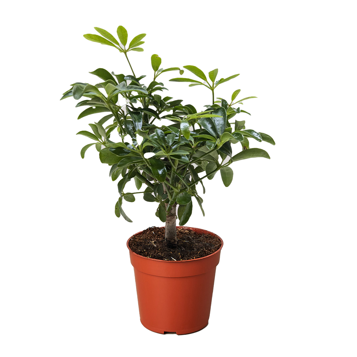 Bonsai Schefflera Arboricola - House Plant Shop