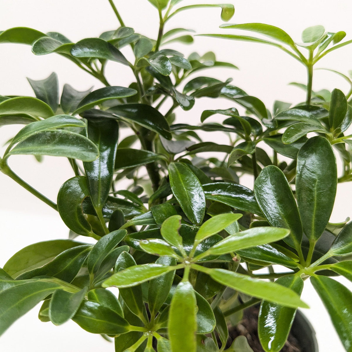 Bonsai Schefflera Arboricola - House Plant Shop