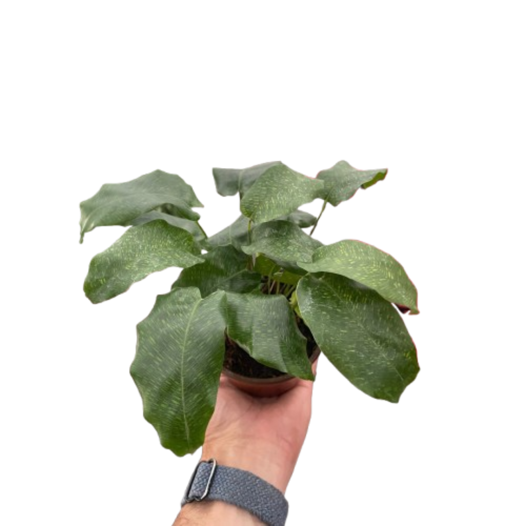 Calathea 'Musaica' - House Plant Shop