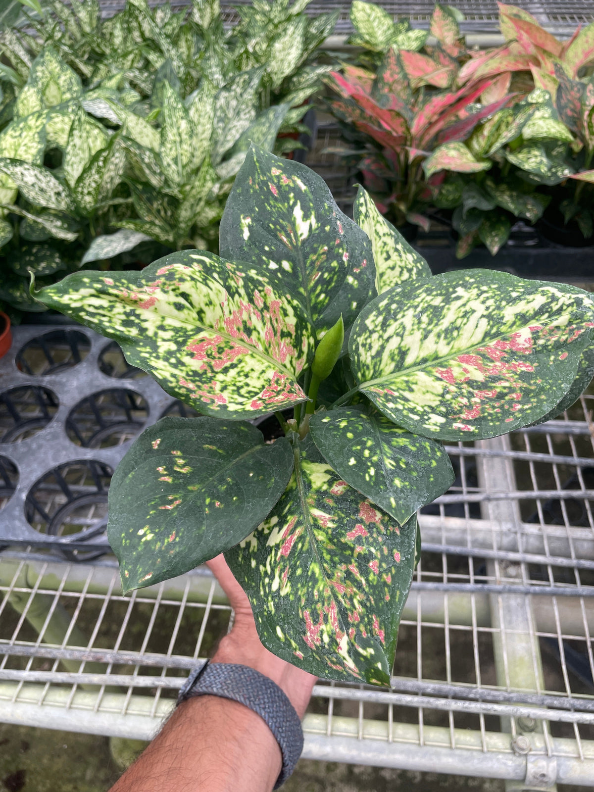 Chinese Evergreen 'Wishes' - House Plant Shop