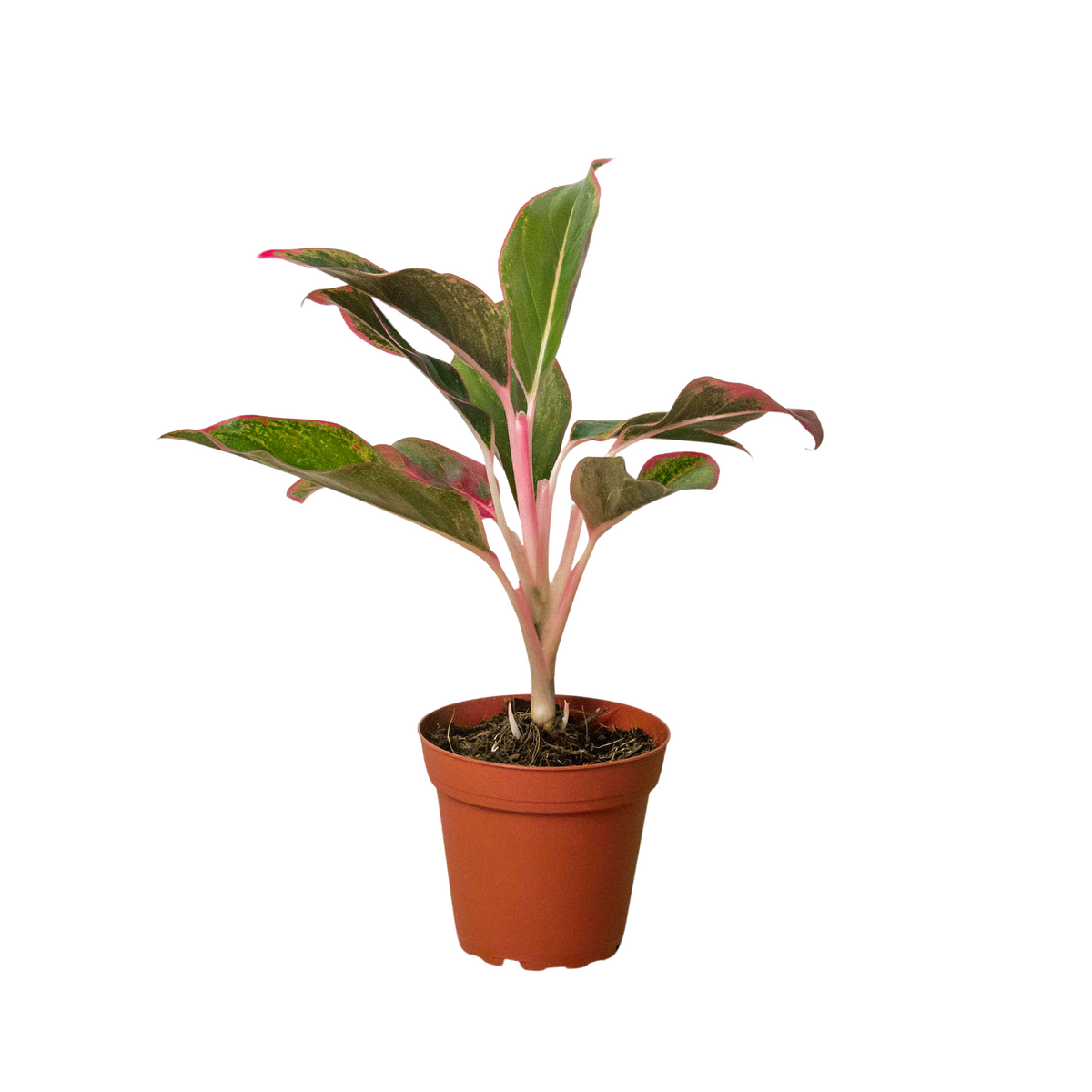 Chinese Evergreen 'Red Siam' - House Plant Shop