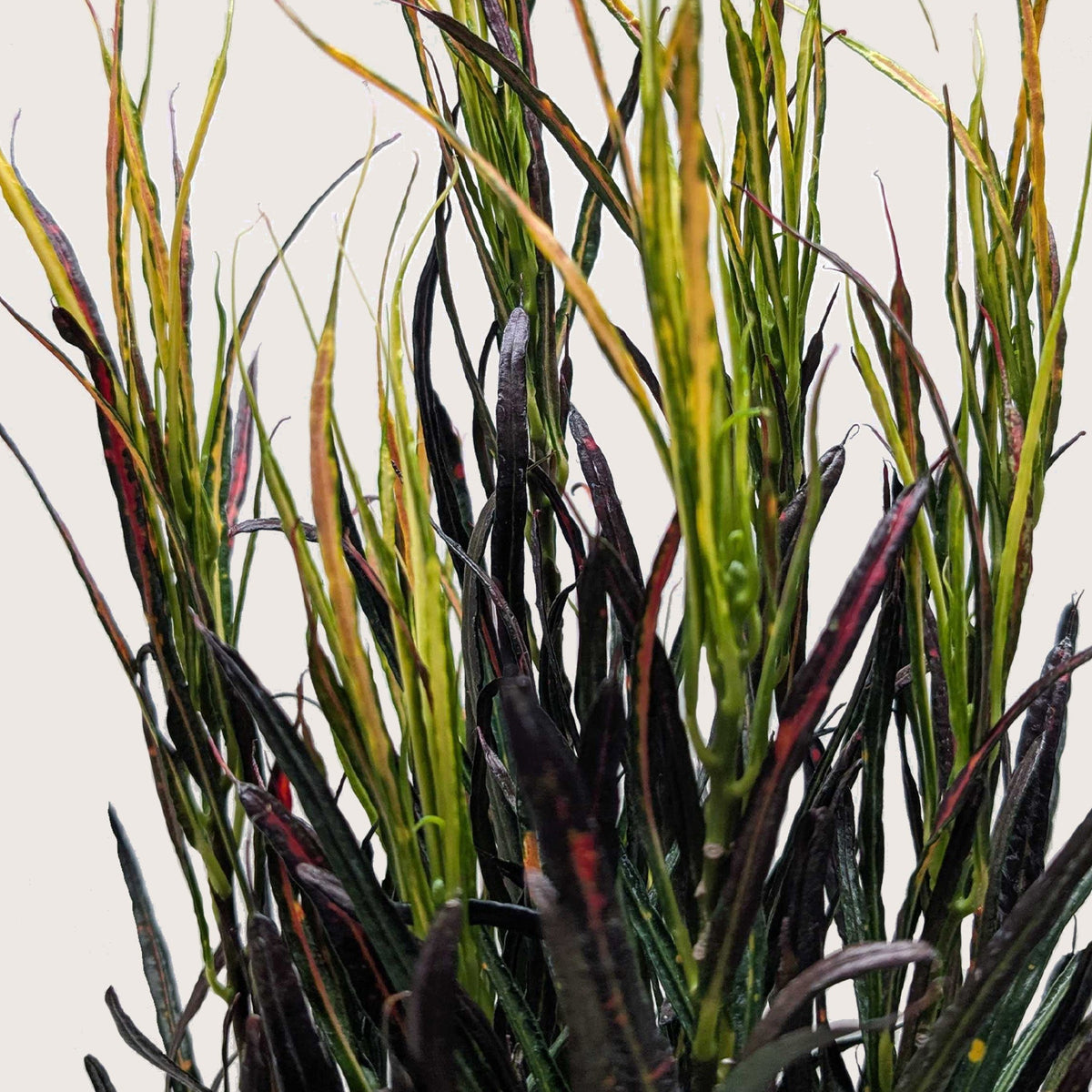 Croton 'Picasso' - House Plant Shop