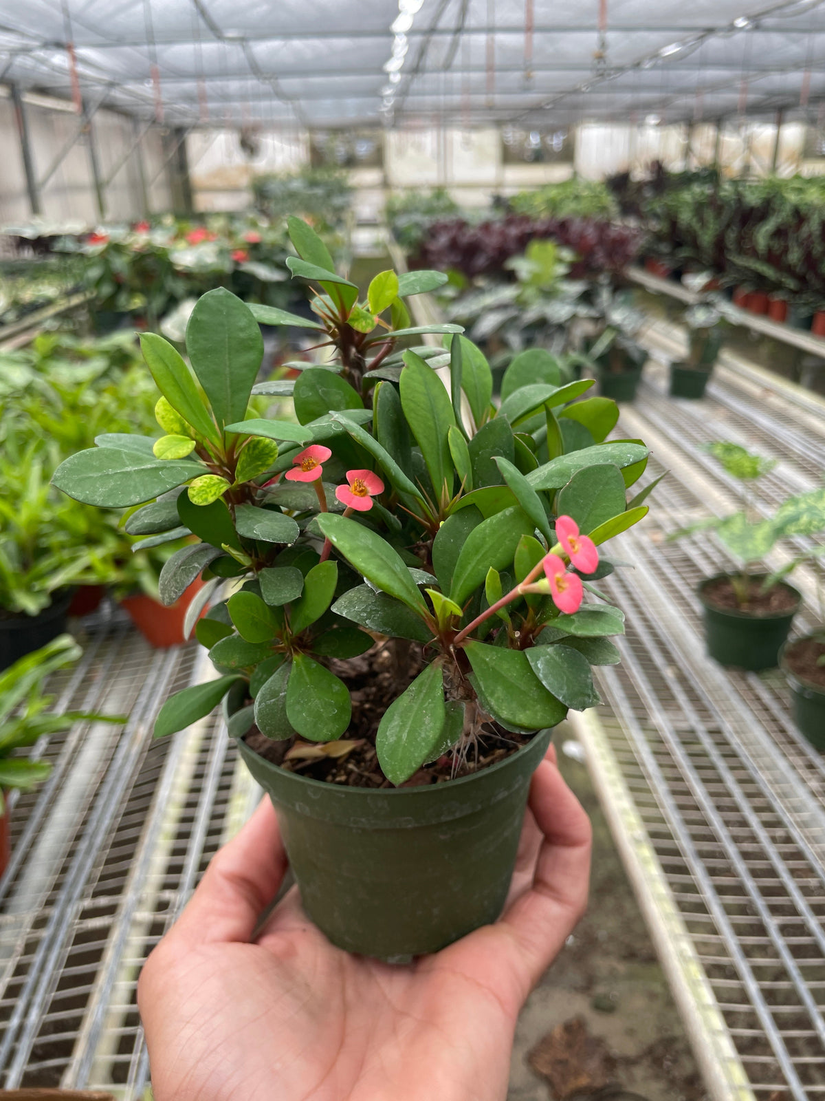 Crown of Thorns - House Plant Shop