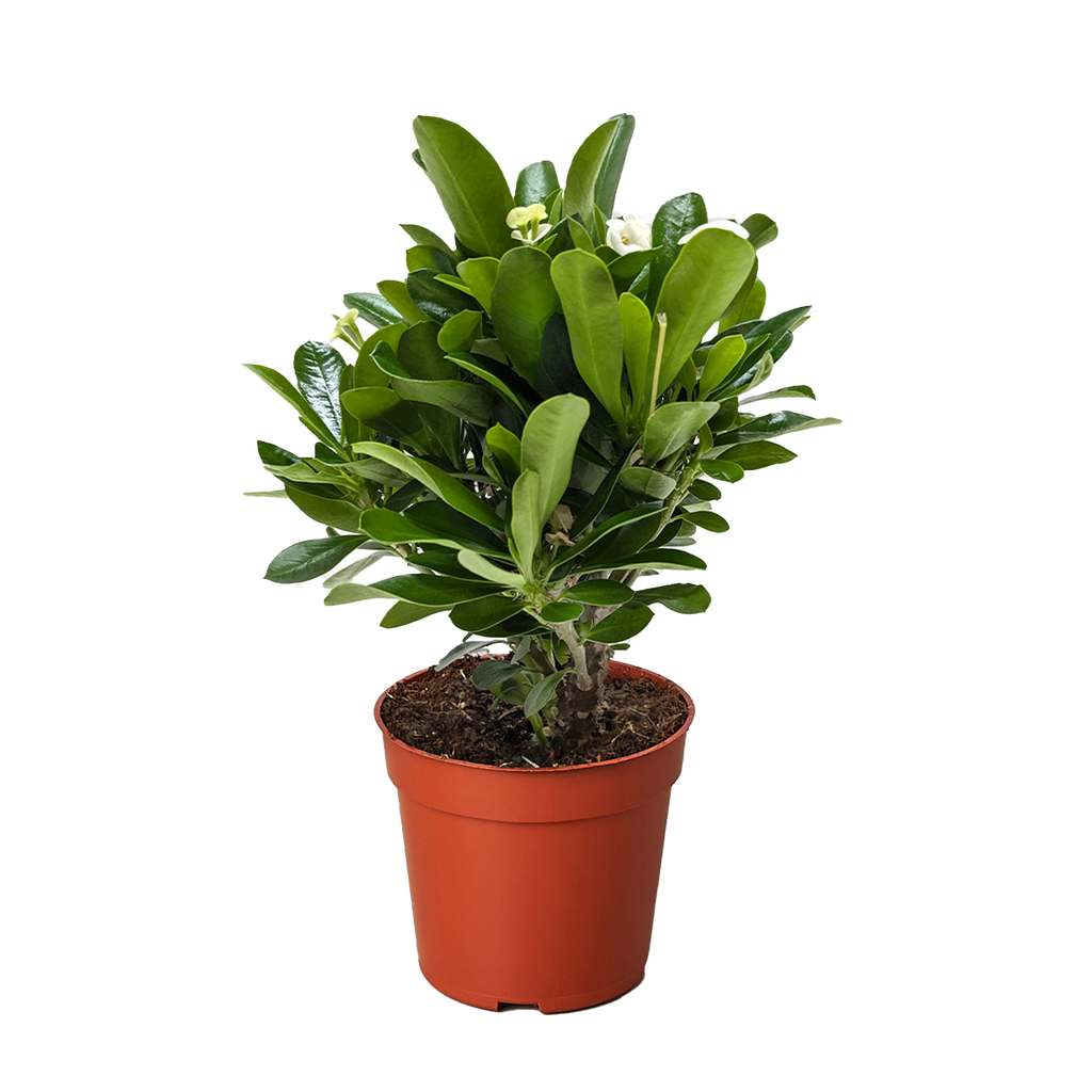 Crown of Thorns - House Plant Shop