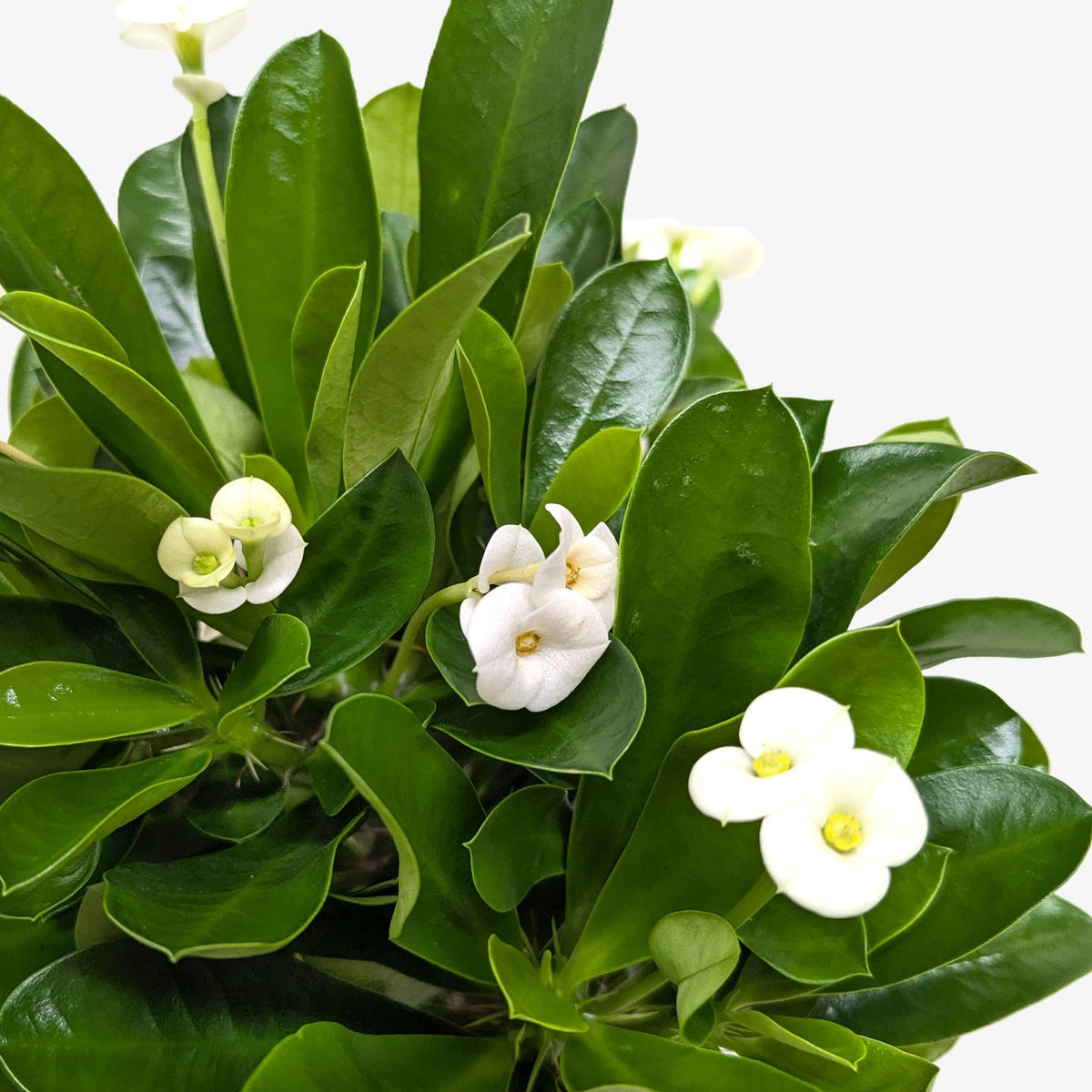 Crown of Thorns - House Plant Shop