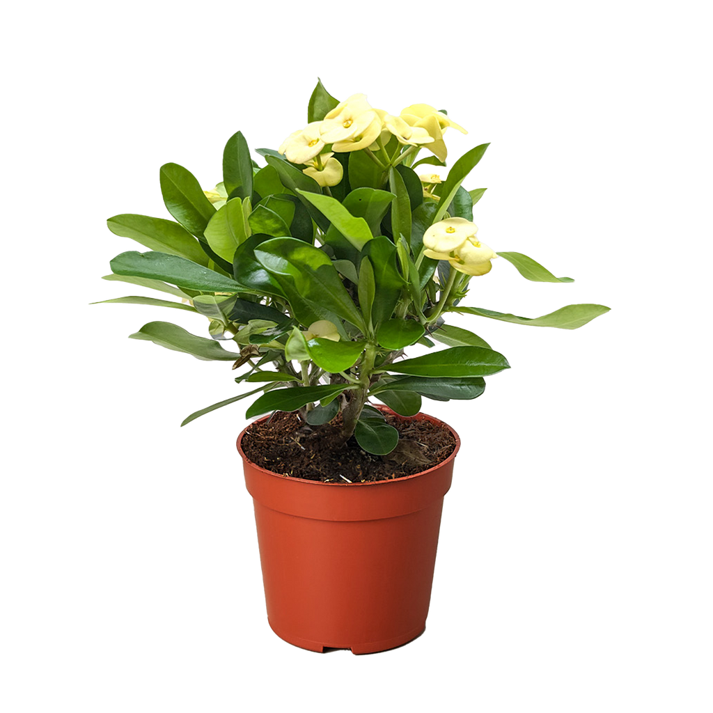 Crown of Thorns - House Plant Shop