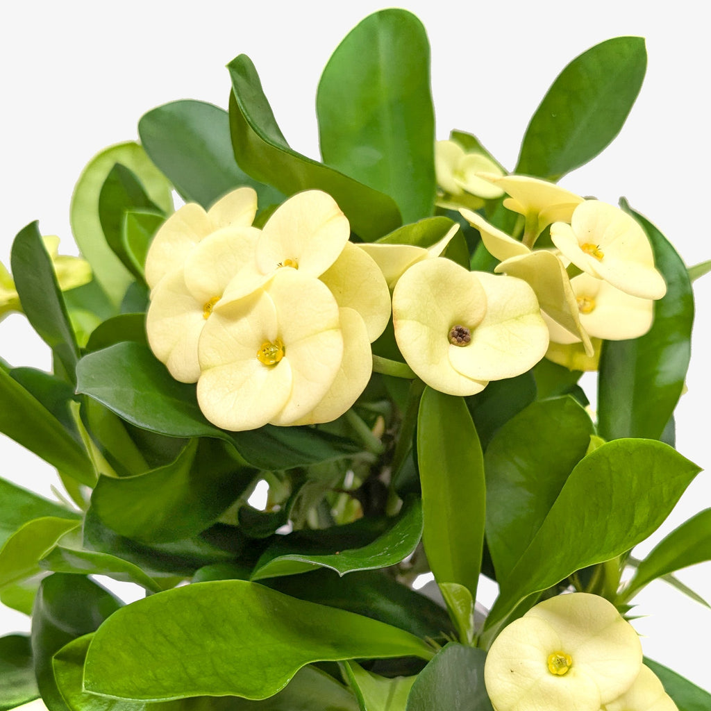 Crown of Thorns - House Plant Shop