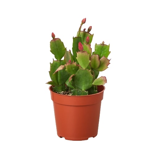 Zygocactus 'Christmas Cactus' - House Plant Shop